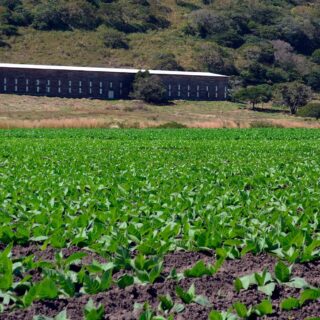 Plantación de tabaco en Estelí, Nicaragua durante el tour privado de Infinity Travels.